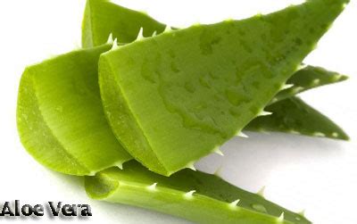 Saç Bakımında Aloe Vera Kullanımı